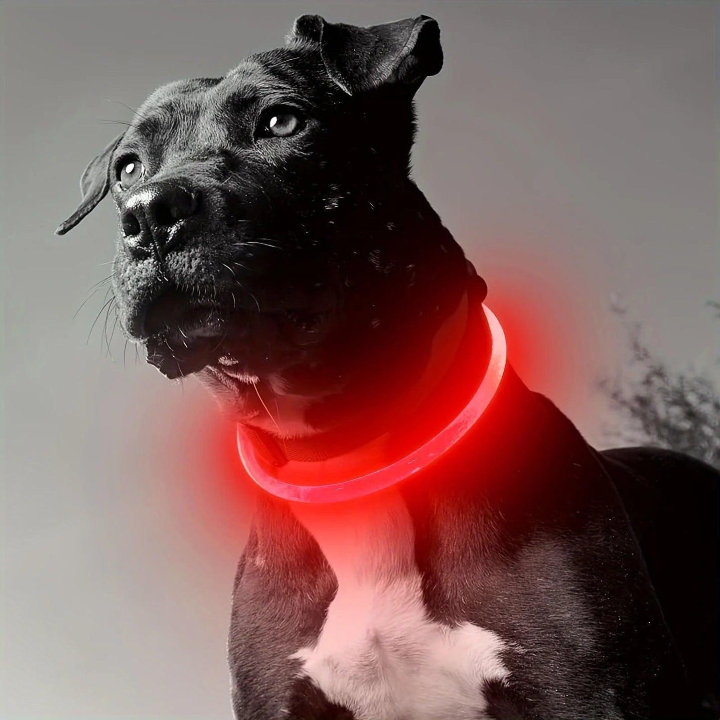 PETURA™ Smart LED Safety Collar for Pets