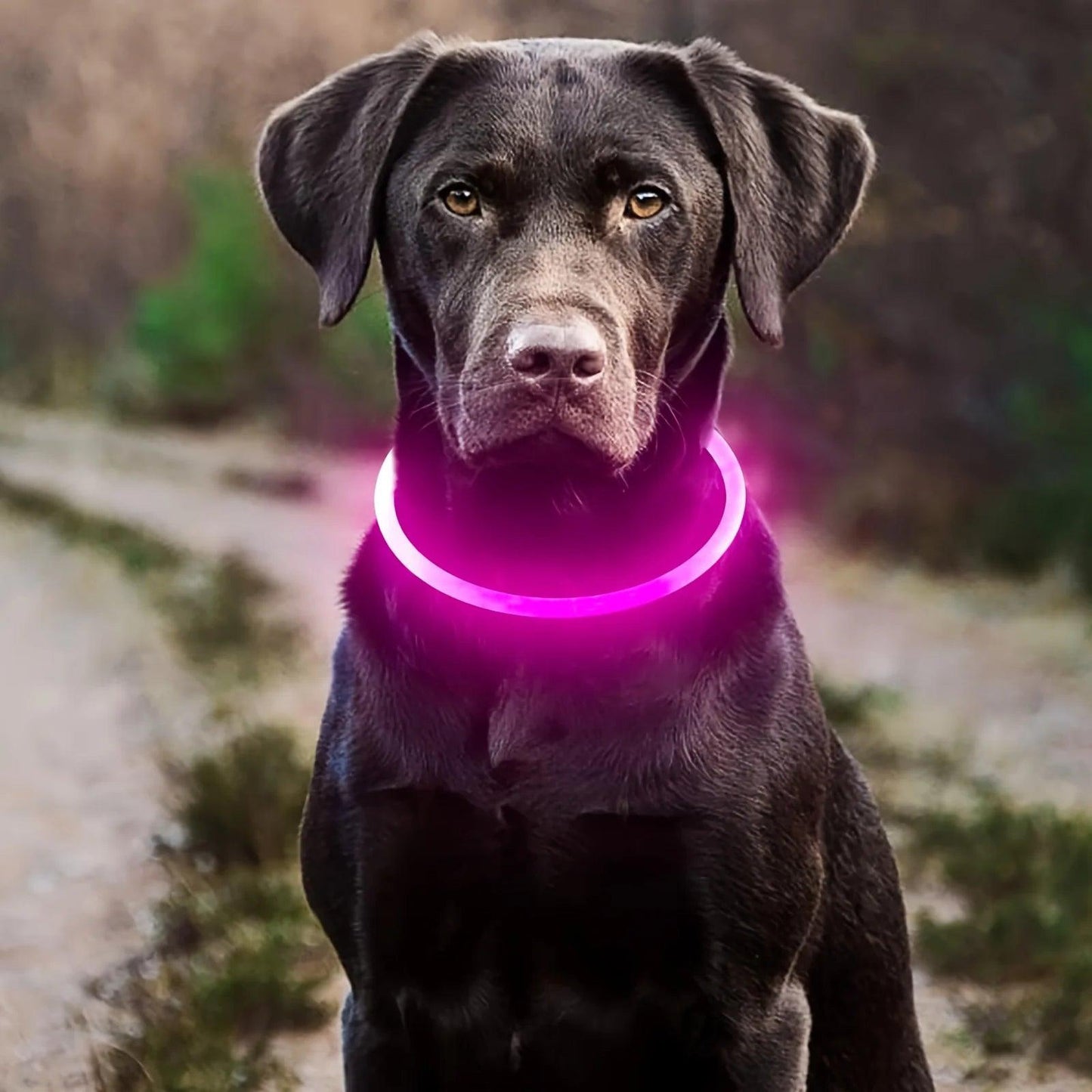 PETURA™ Smart LED Safety Collar for Pets